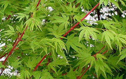 Sango Kaku Coral Bark Japanese Maple Tree - Live Plant - Trade Gallon Pot