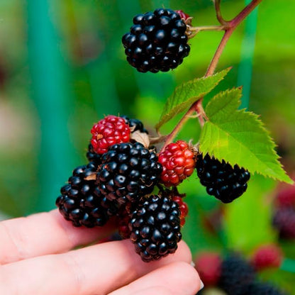 Thorny Boysenberry Plants (4 Pack) – Live Starter Plants for Planting, Vigorous Trailing Canes Producing Large, Juicy, Sweet-Tart Berries, Ideal for Jams, Pies, and Fresh Eating