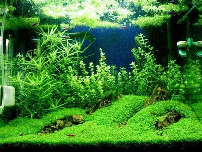 Foreground Potted Live Aquarium Plants | Freshwater Aquatic Plants for Aquariums (Potted Dwarf Baby Tears, 5 Pack)