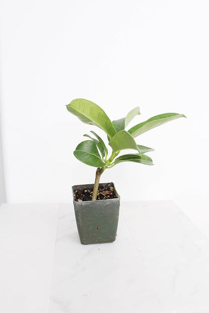 Generic Stephanotis Floribundas Madagascar Jasmine Vine | 2 inch Pot | Fairy Garden (3), green