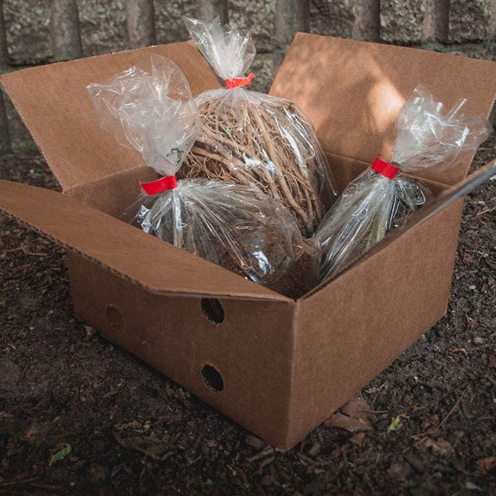 6 Pack of Mixed Heart-Shaped Hosta Bare Roots Plants - Rich Green Foliage, Low Maintenance for Your Home and Garden, Shipped Fresh & Daily from Our Coolers. 1000's Sold