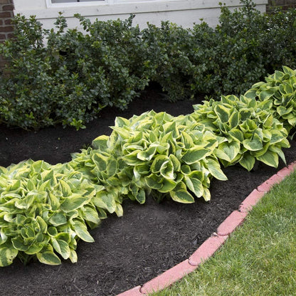 6 Pack of Mixed Heart-Shaped Hosta Bare Roots Plants - Rich Green Foliage, Low Maintenance for Your Home and Garden, Shipped Fresh & Daily from Our Coolers. 1000's Sold