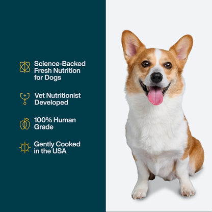 JustFoodForDogs Pantry Fresh Wet Dog Food Complete Meal or Dog Food Topper, Turkey & Whole Wheat Macaroni Human Grade Dog Food Recipe - 12.5 oz (Pack of 12)
