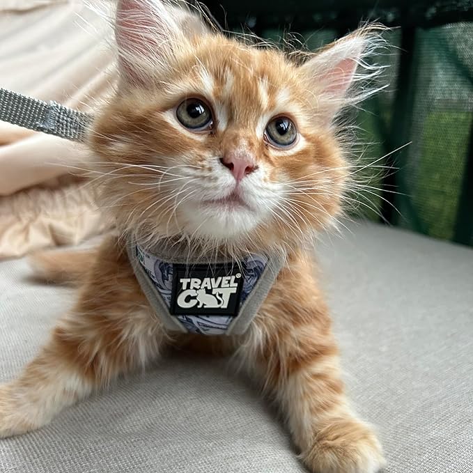 Travel Cat Harness and Leash Set - Adjustable Fit Mesh Cat Harness and Reflective Strap - Comfort Walking Vest for Kitten for Outdoor Walking, Hiking (Small, Cash)