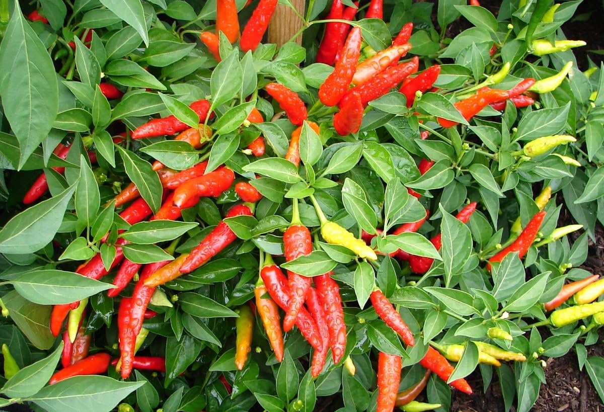 Clovers Garden Super Chili Hot Pepper Plant - Two (2) Live Plants – Non-GMO - Not Seeds – Each 4"-8" Tall in 4 Inch Pots - 40K SHU