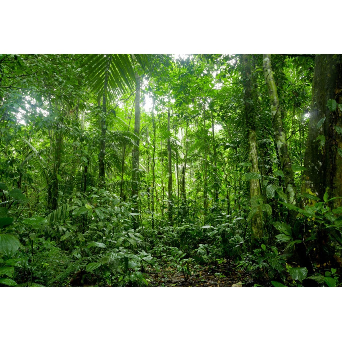 Yongfoto 20X15Ft Jungle Forest Trees Backdrops For Photography Summer Woods Wonderland Trees Plant Spring Nature Landscape Photo